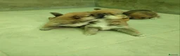 Shiba Inu perros en venta: SHIBA INU - Anuncio 6