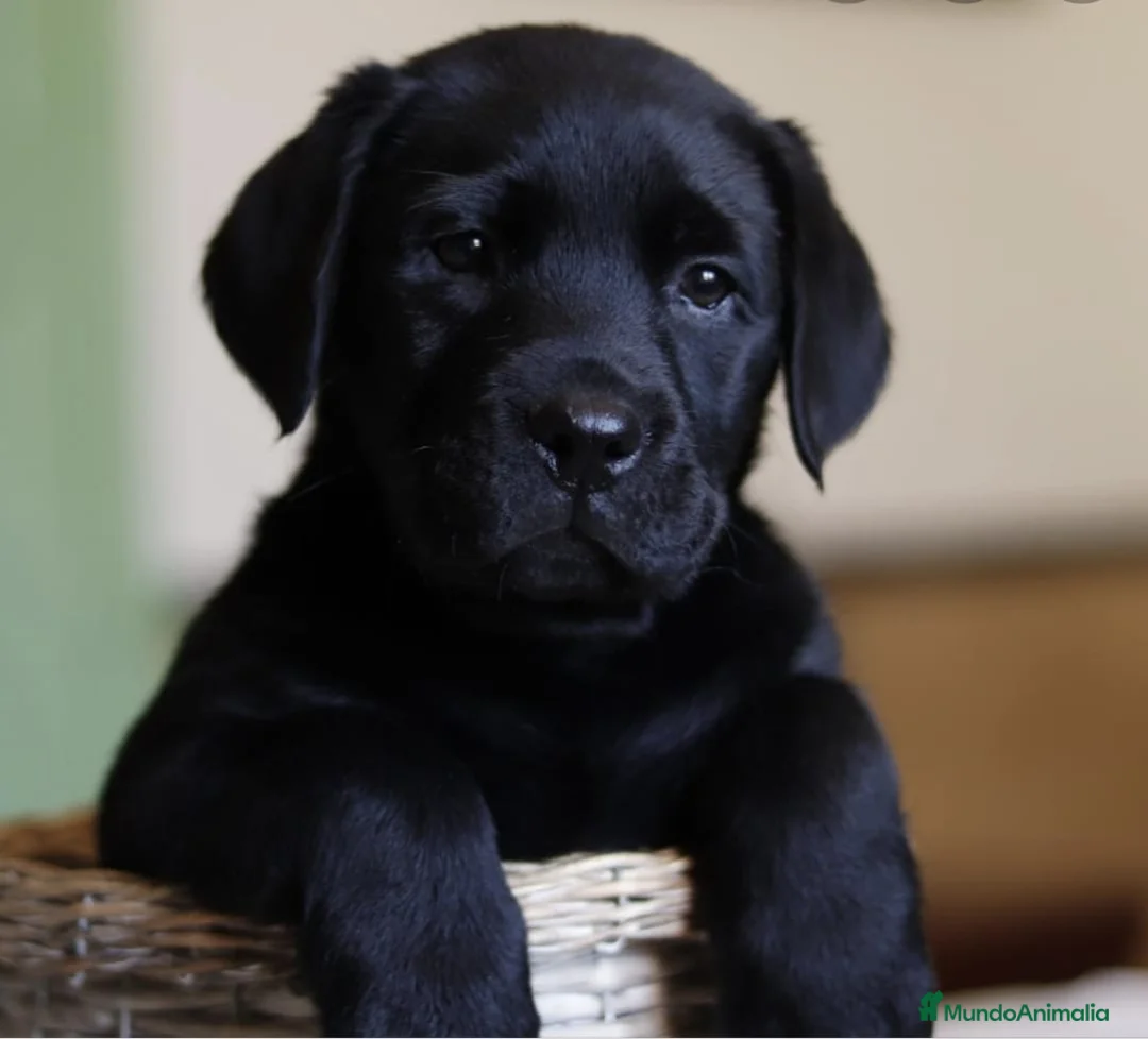 Labrador Retriever perros en venta: Labrador retriever chocolate  - Anuncio 5