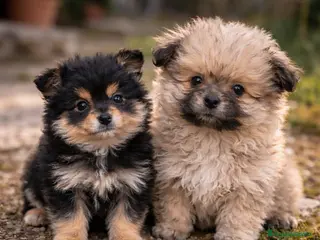 Pomerania perros Cachorros Pomerania disponibles - Anuncio 1