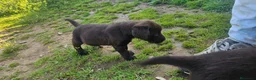 Labrador Retriever perros en venta: Macho chocolate labrador retriever  - Anuncio 6