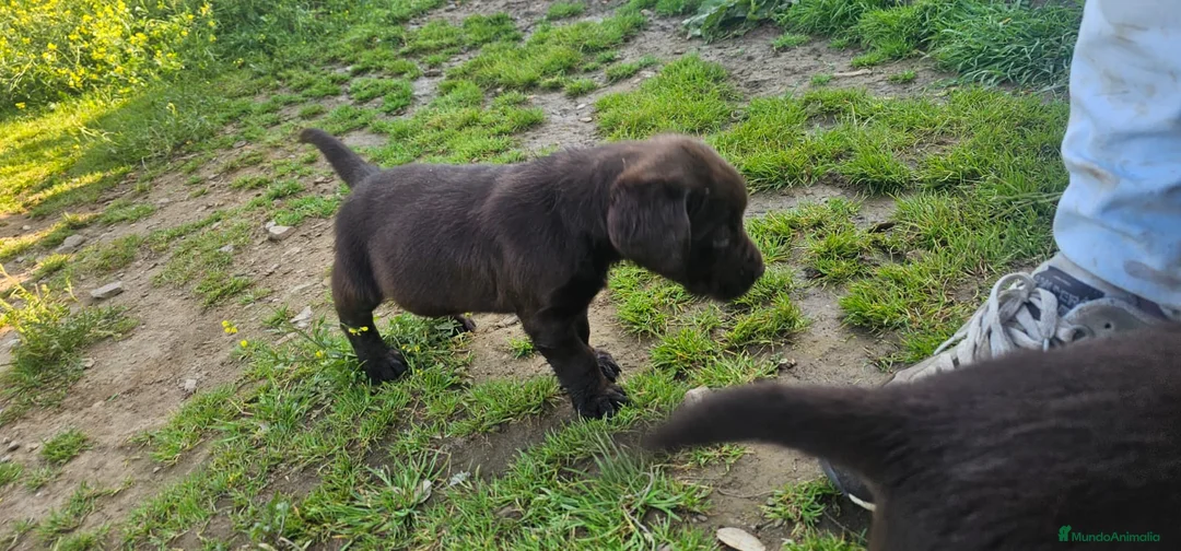 Labrador Retriever perros en venta: Macho chocolate labrador retriever  - Anuncio 6