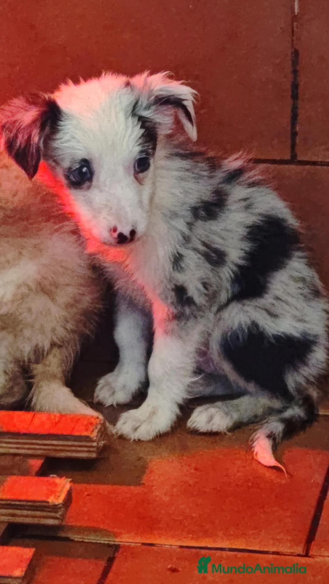 Border Collie perros en venta: Precioso border collie - Anuncio 1