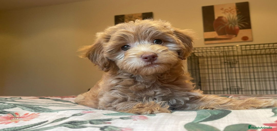 Imagen de galería {{count}}