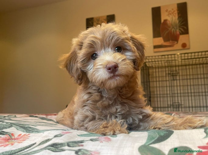 Imagen de galería {{count}}