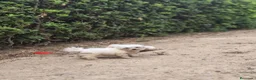 Bichón Maltés perros en venta: Bichón maltés  - Anuncio 2