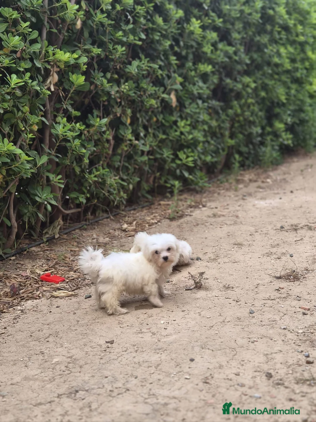 Bichón Maltés perros en venta: Bichón maltés  - Anuncio 2