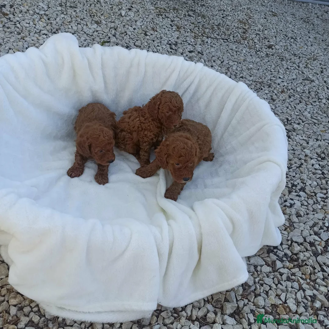 Caniche Toy perros en venta: Caniche toy - Anuncio 2