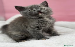 Británico de Pelo Corto gatos en venta: British - Anuncio 2