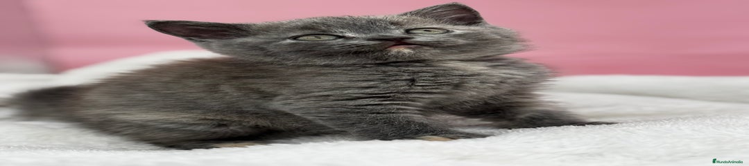 Británico de Pelo Corto Gatito 2