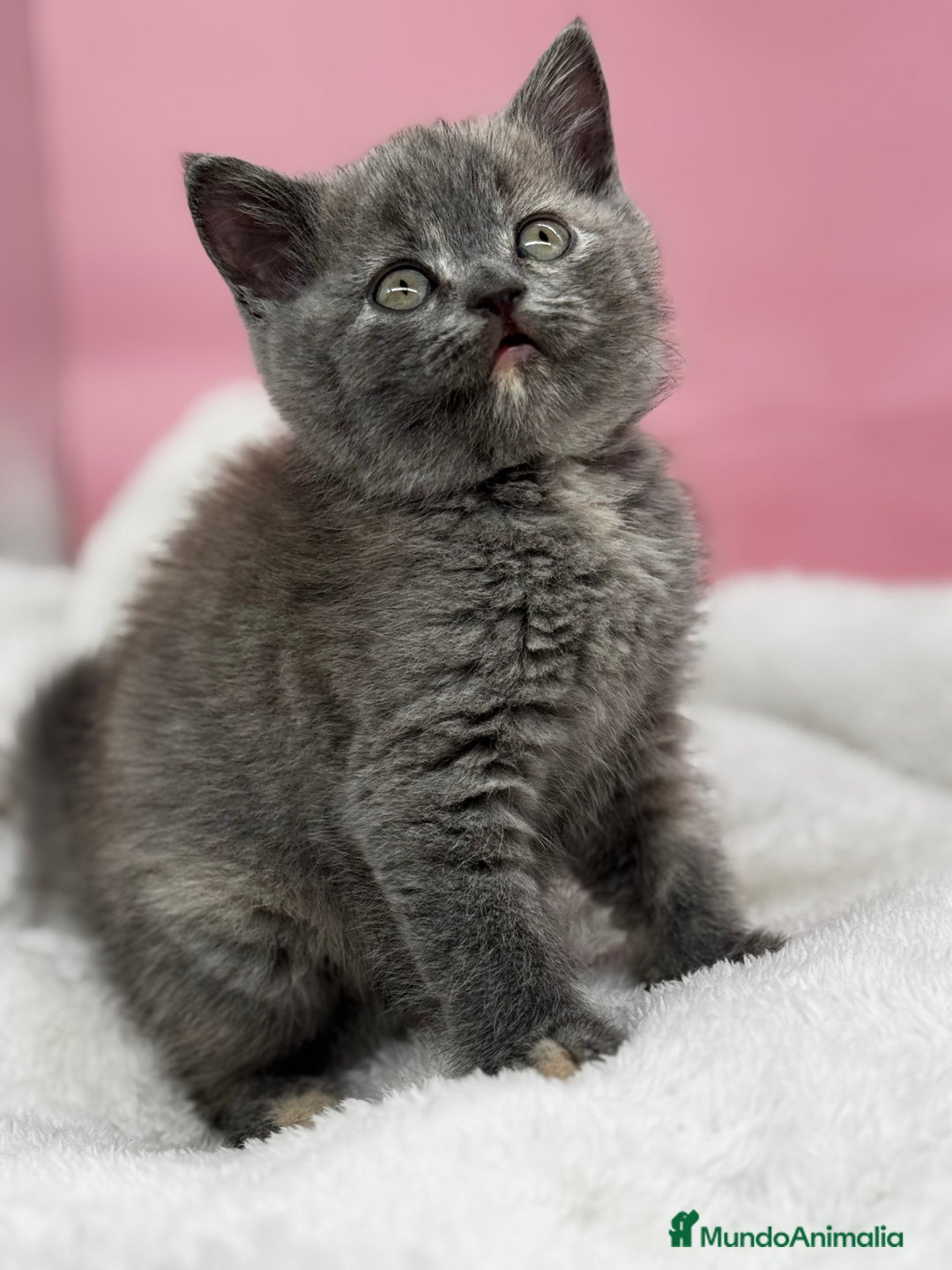 Británico de Pelo Corto gatos en venta: British - Anuncio 2