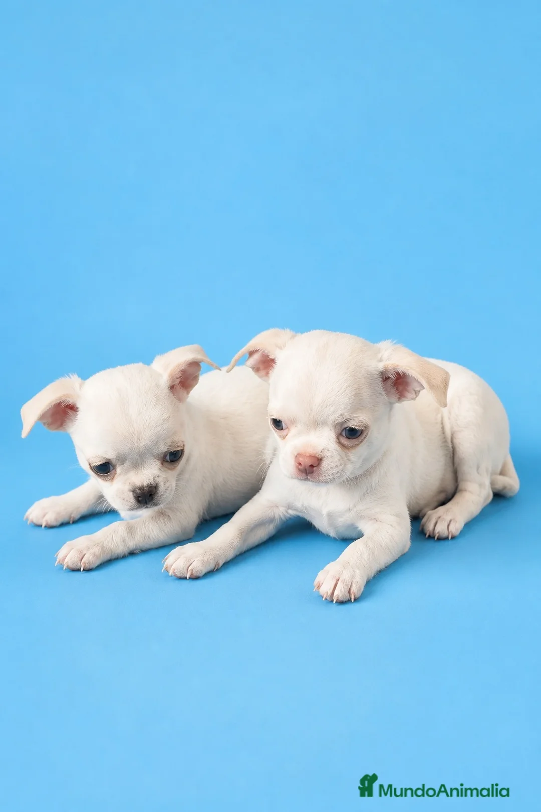 Chihuahua perros en venta: CHIHUAHUAS CABEZA 🍏 - Anuncio 3