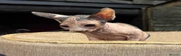 Sphynx gatos en venta: Gato Sphynx  - Anuncio 7