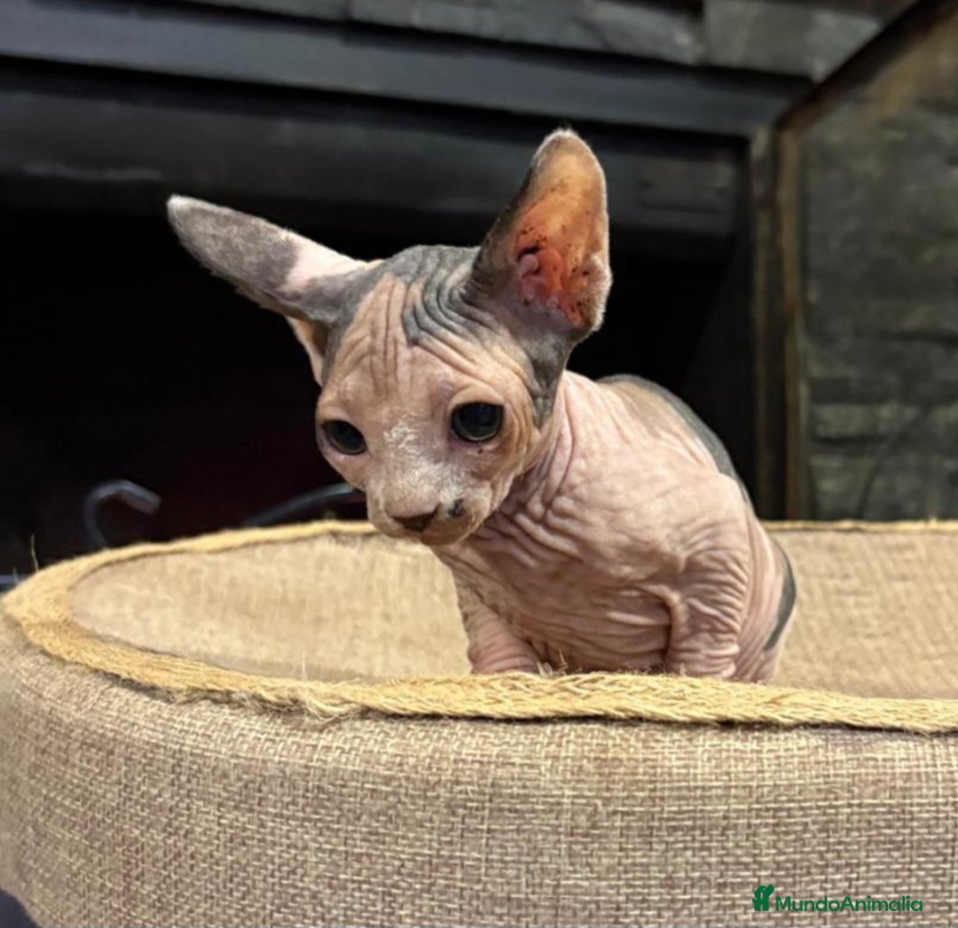 Sphynx gatos en venta: Gato Sphynx  - Anuncio 7