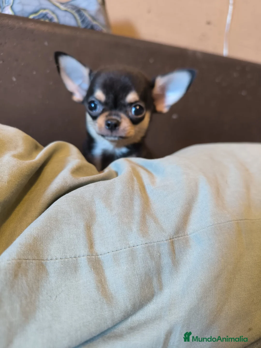 Chihuahua perros en venta: Cachorro de Chihuahua - Anuncio 2