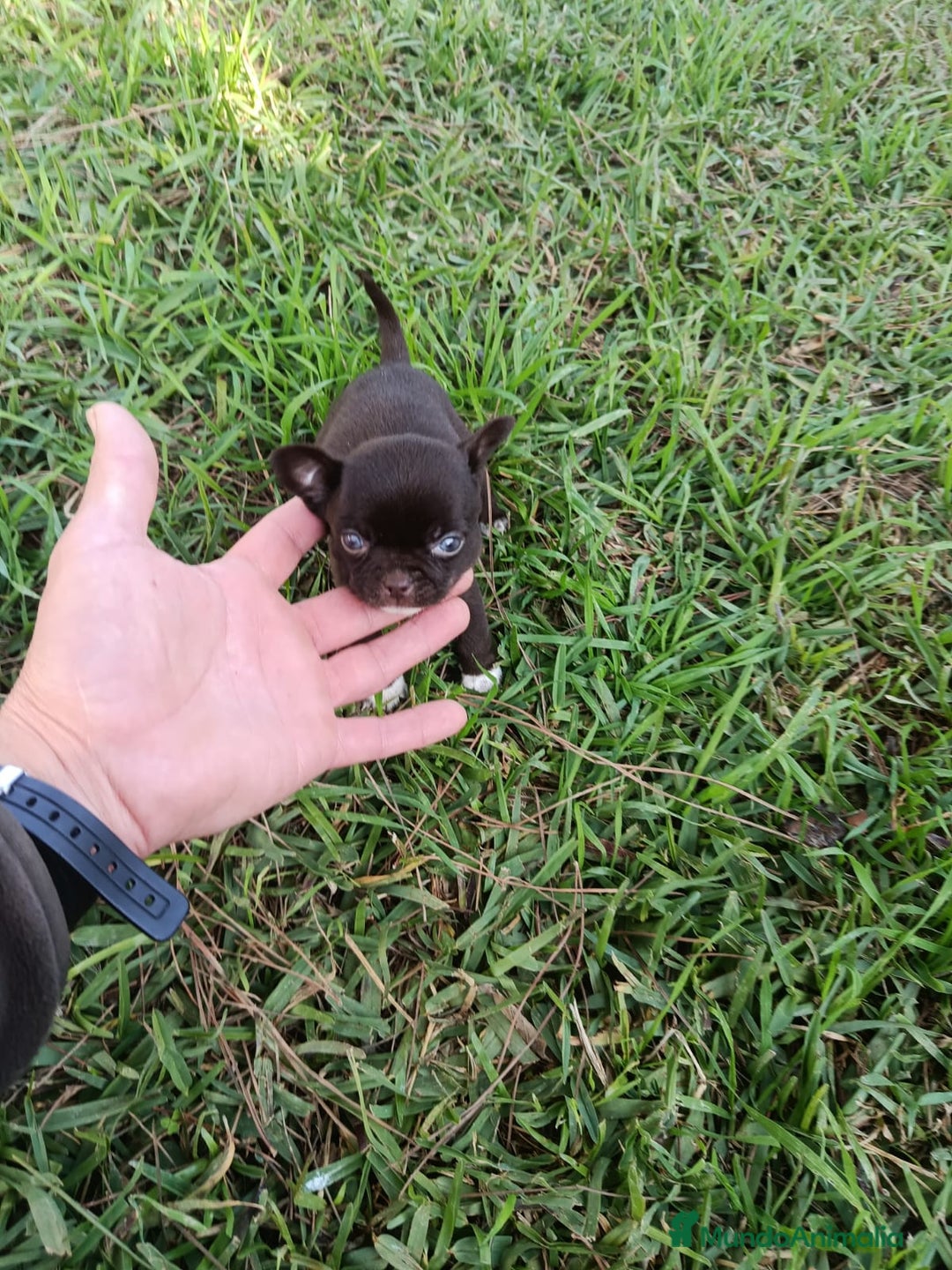 Chihuahua perros en venta: IMPRESIONANTE  CHIHUAHUA   LINEA  TOY   - Anuncio 14