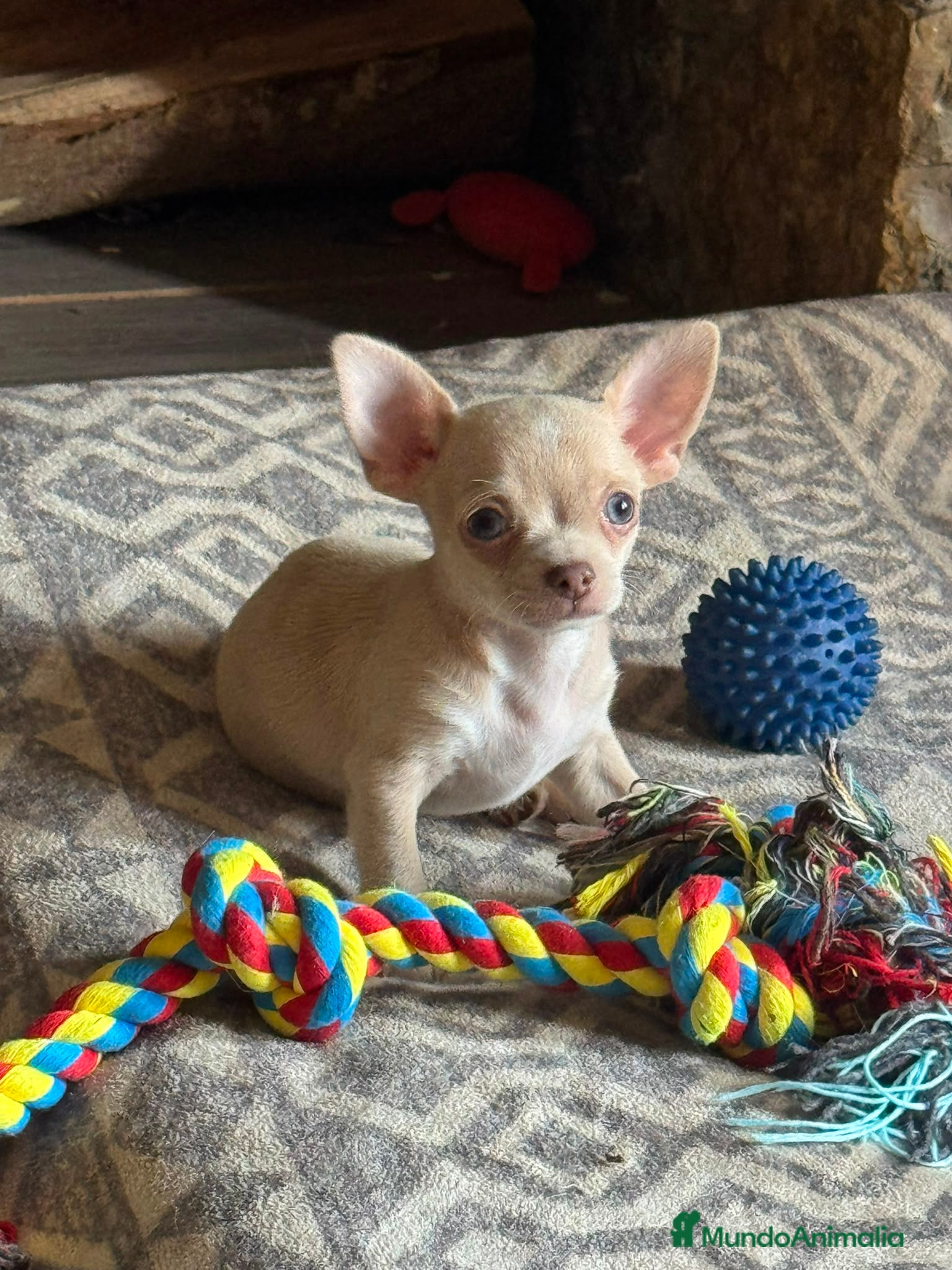 Chihuahua perros Chihuahua exotico - Anuncio 30