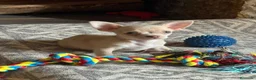 Chihuahua perros en venta: Chihuahua exotico - Anuncio 3
