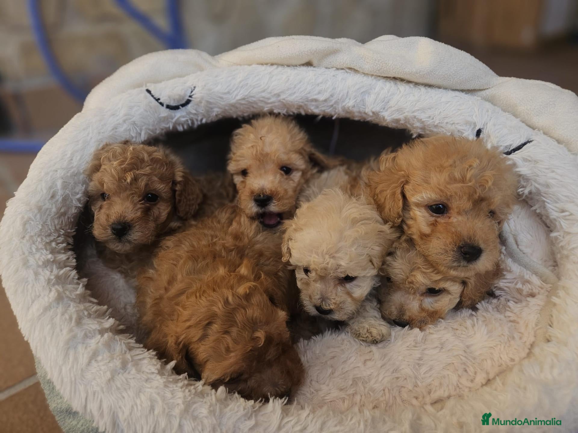 Caniche Toy perros Caniches PraoToro OPORTUNIDAD  - Anuncio 1