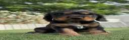 Cocker Spaniel Inglés perros en venta: COCKER SPANIEL INGLÉS  - Anuncio 17