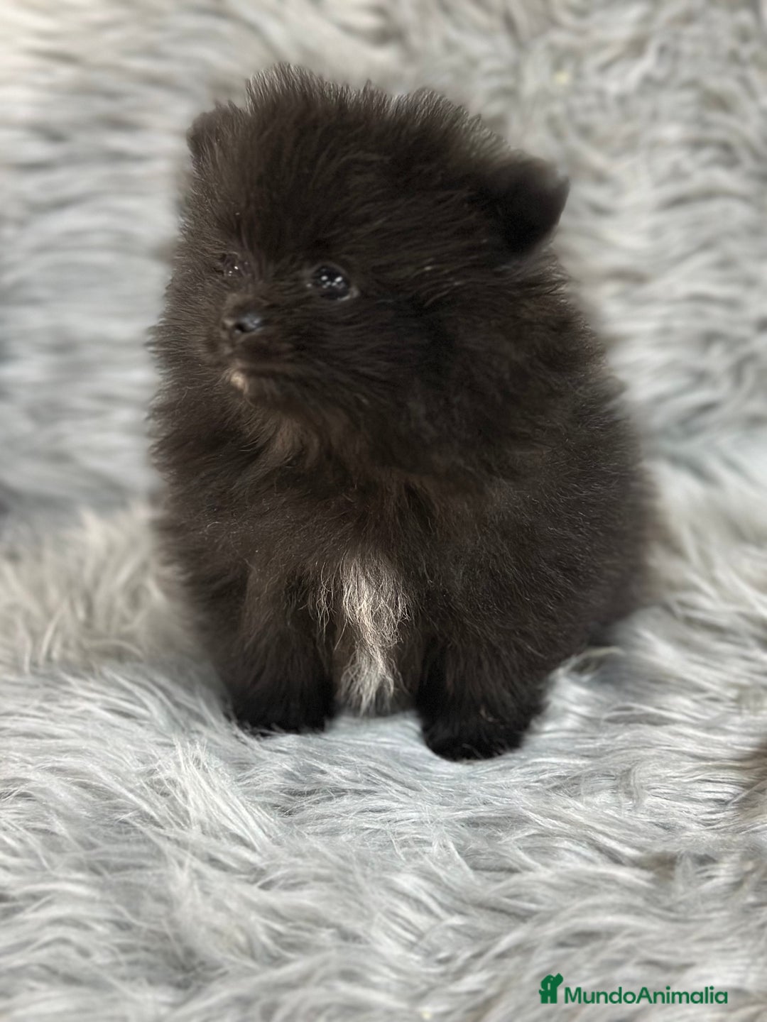 Pomerania perros en venta: POMERANIA TOY MACHO - Anuncio 5