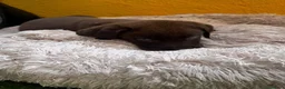 Labrador Retriever perros en venta: Labrador retriever chocolate  - Anuncio 4