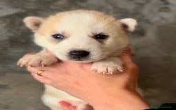 Husky Siberiano perros en venta: Husky de ojos azules  en Barcelona - Imagen 5