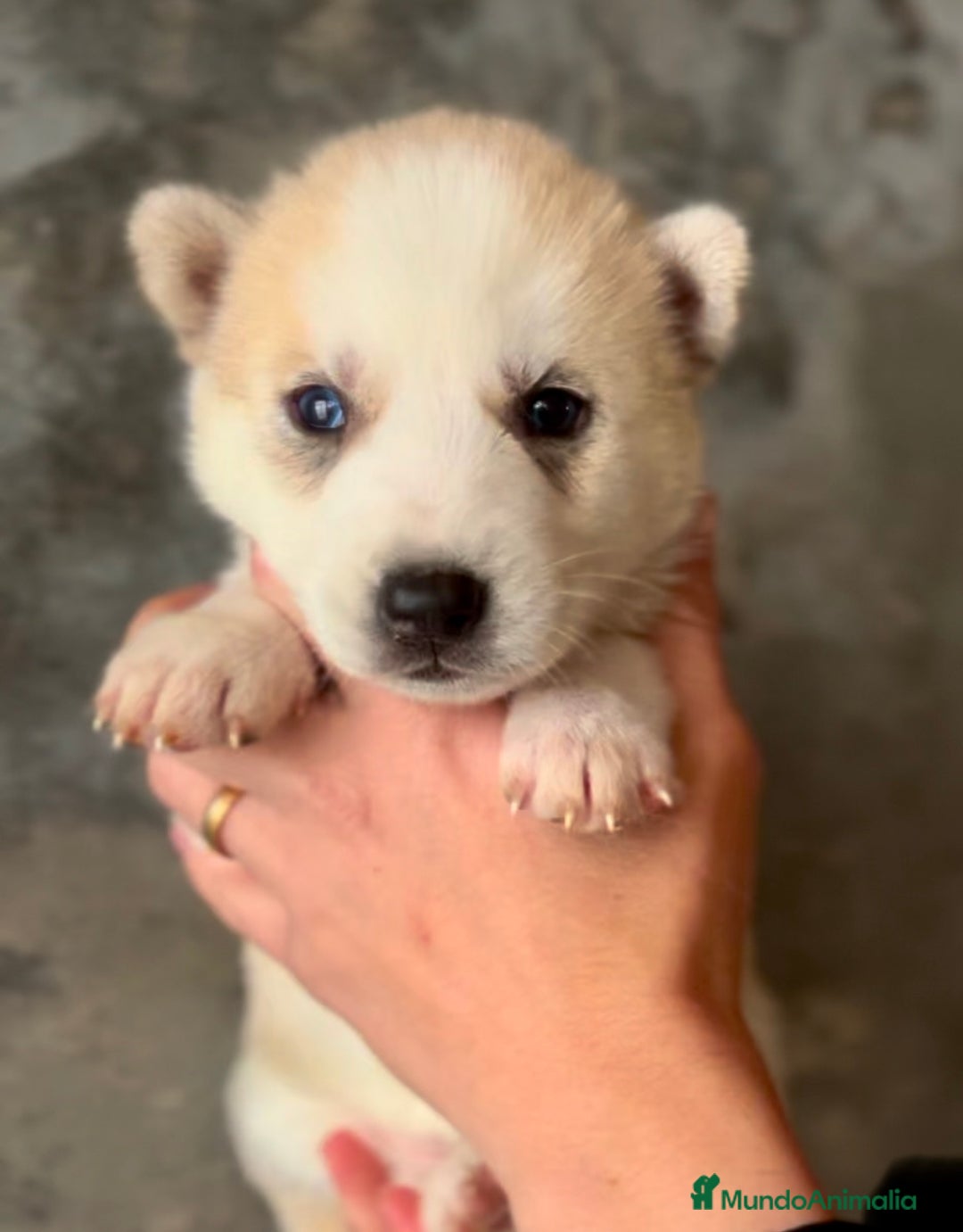Husky Siberiano perros en venta: Husky de ojos azules  en Barcelona - Imagen 5