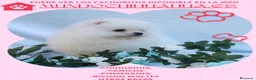 Pomerania perros en venta: PRECIOSO CACHORITO DE POMERANIA TOY   - Anuncio 5