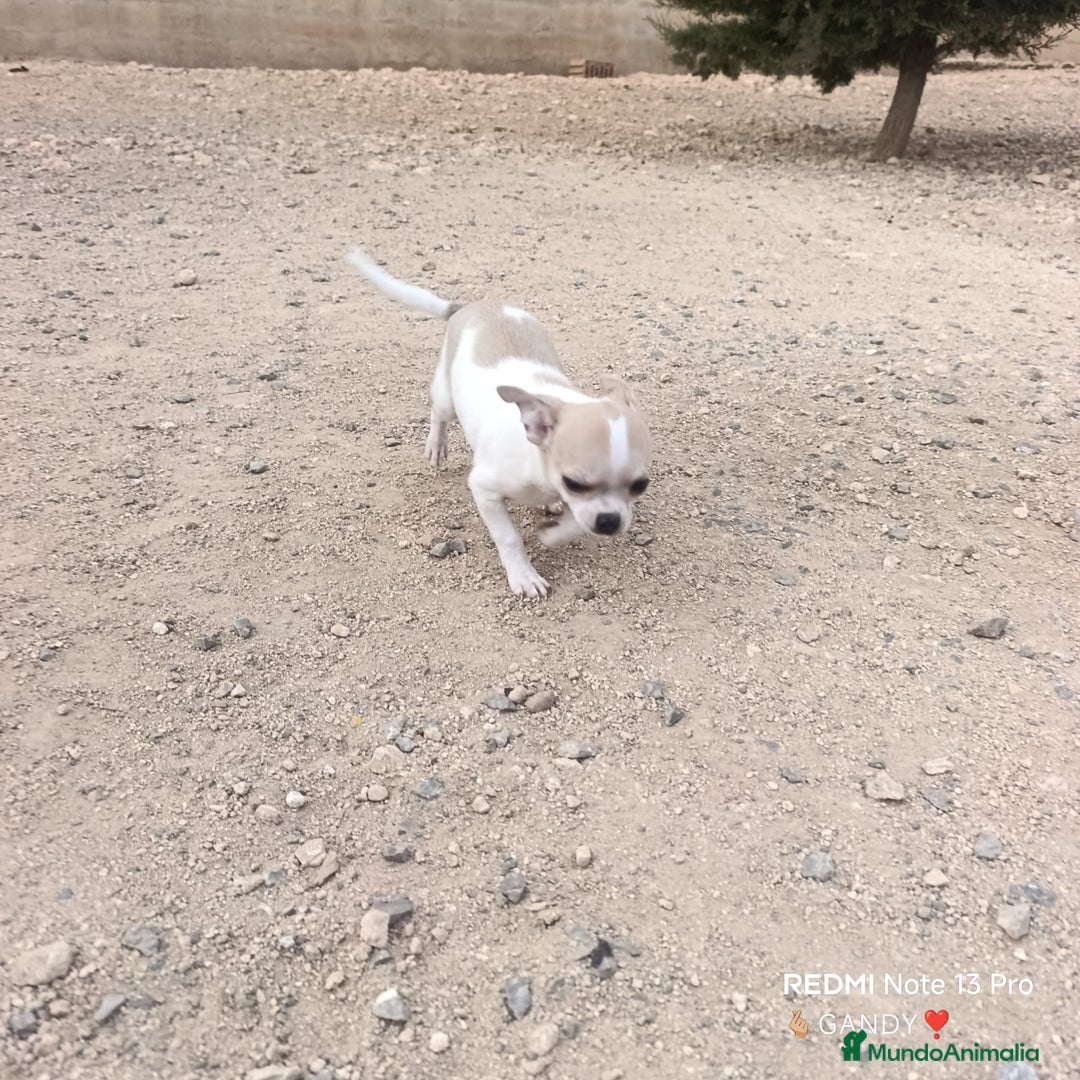 Chihuahua perros en venta: CHIHUAHUA - Anuncio 5
