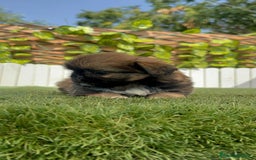 Pekinés perros en venta: PEKINES IMPERIAL HEMBRA - Imagen 15