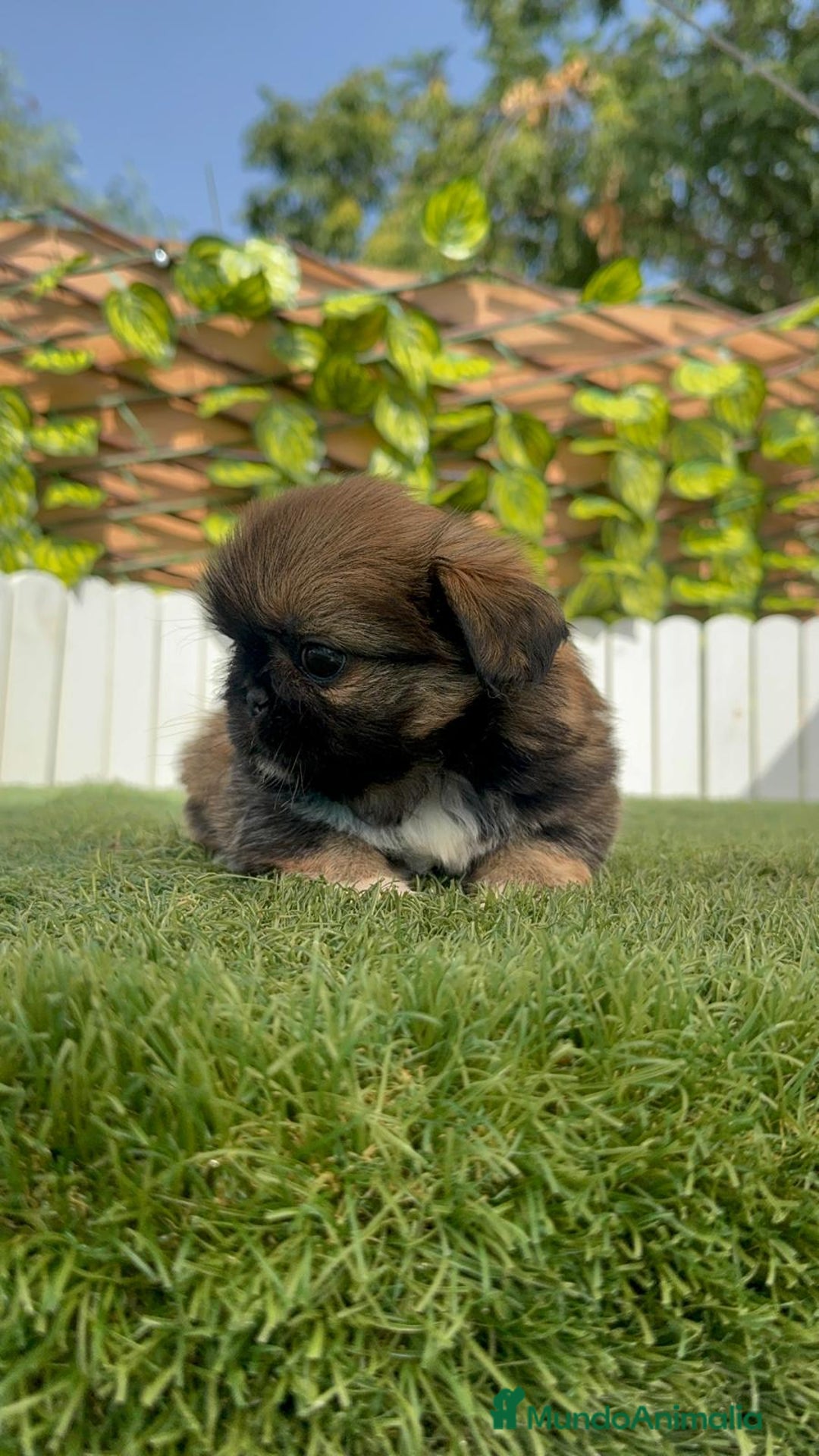 Pekinés perros en venta: PEKINES IMPERIAL HEMBRA - Imagen 15