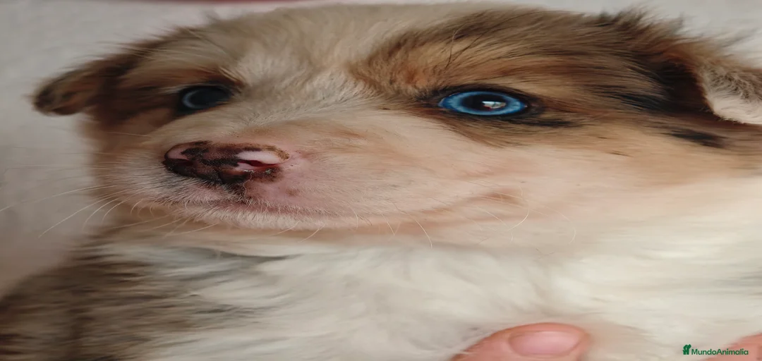 Imagen de galería {{count}}