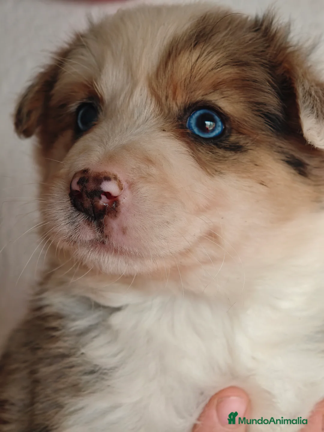 Imagen de galería {{count}}