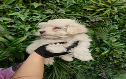 Bichón Maltés perros en venta: ÚLTIMA HEMBRA DE BICHON MALTES - Imagen 3