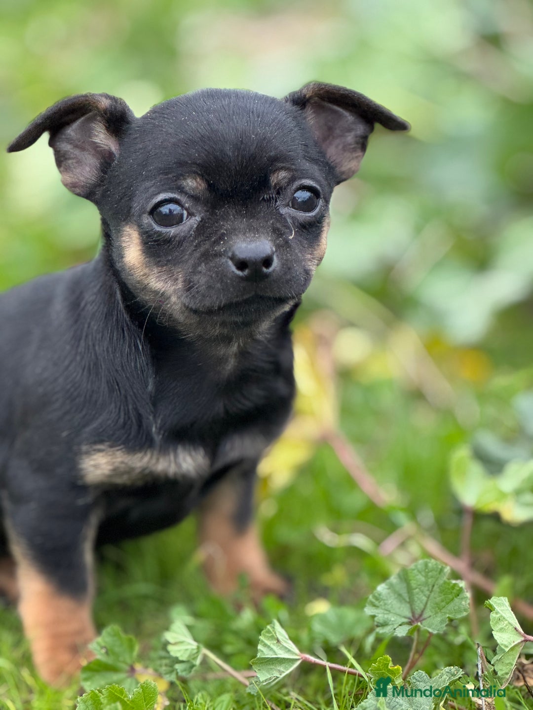 Chihuahua perros en venta: Chihuahua Toy y Mini Toy  - Anuncio 6