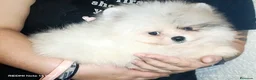 Pomerania perros en venta: Pomeranian  - Anuncio 2