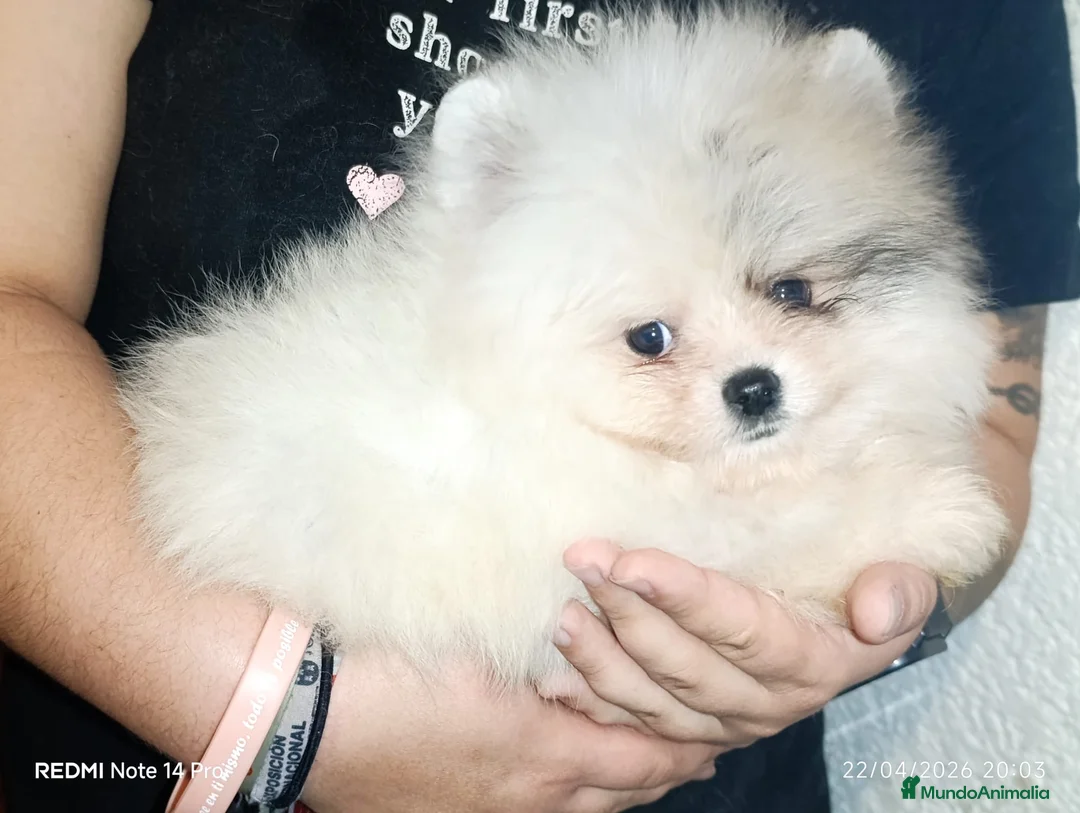 Pomerania perros en venta: Pomeranian  - Anuncio 2