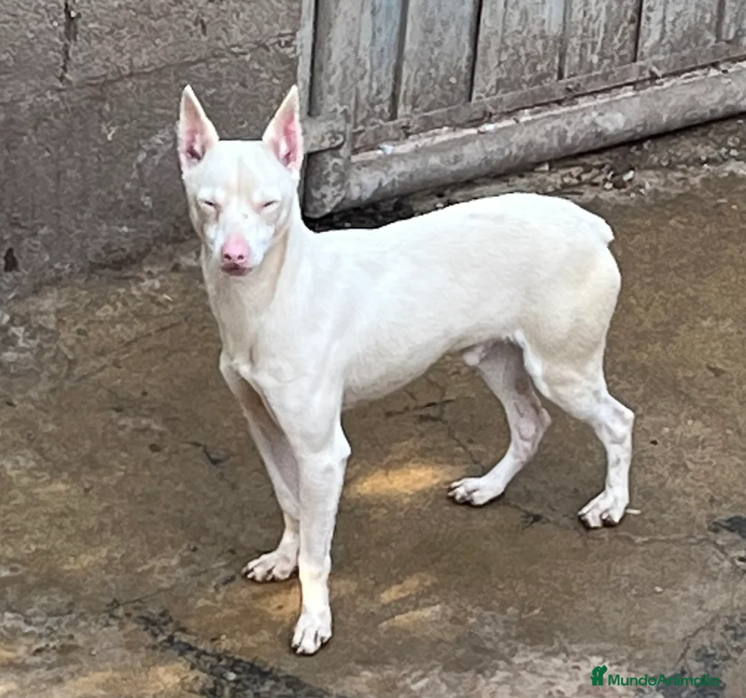 Pinscher Miniatura perros en venta: Caraby Harlequin Pinscher Benidorm  en Alicante - Anuncio 11