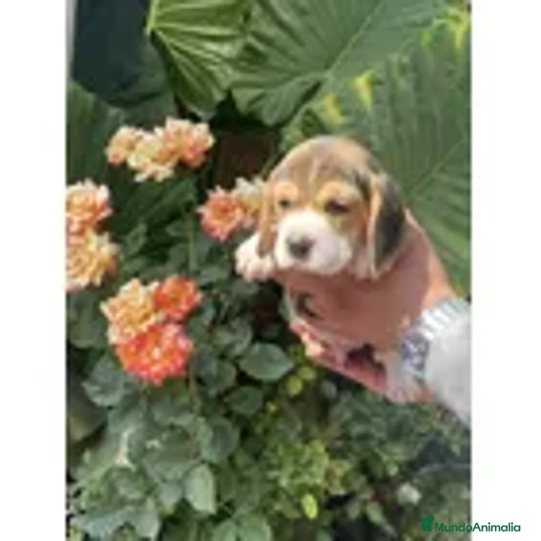 Beagle perros en venta: Beagle preciosos puppy !! - Anuncio 4