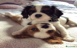 Cavalier King Charles Spaniel perros en venta: Cavalier King, una real compañía 👑🖤 - Imagen 3
