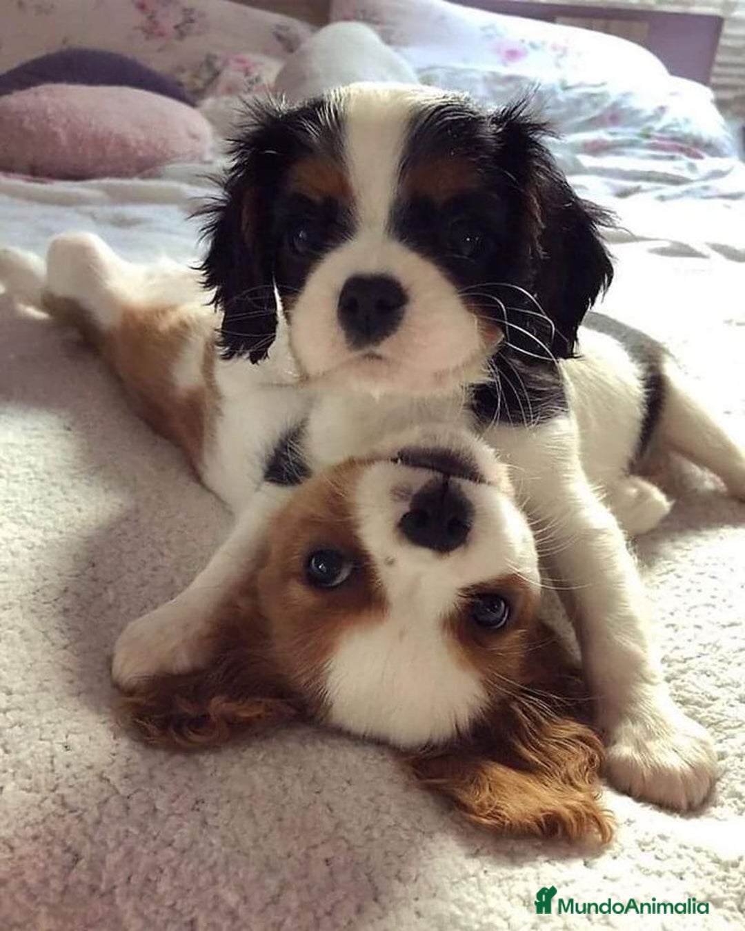 Cavalier King Charles Spaniel perros en venta: Cavalier King, una real compañía 👑🖤 - Imagen 3