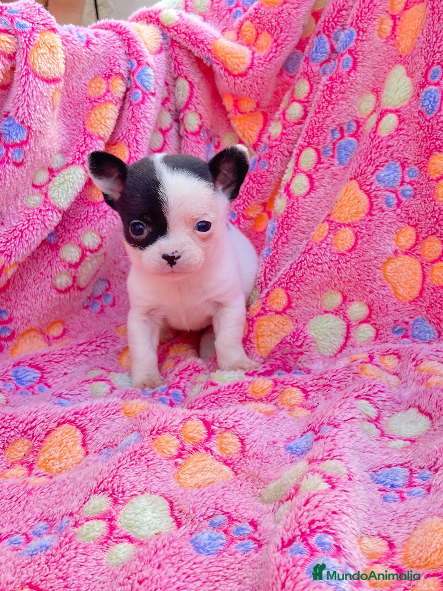 Chihuahua perros cachorrito chihuahua - Anuncio 5