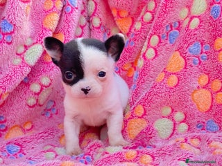 Chihuahua perros cachorrito chihuahua - Anuncio 1