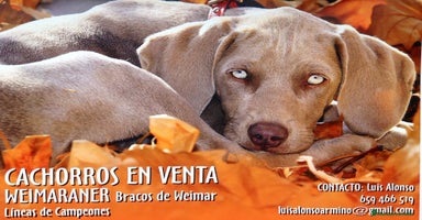Weimaraner perros en Riópar - Propaganda 5