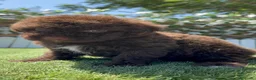 Perro de Agua Español perros en venta: PERRO DE AGUA ESPAÑOL - Anuncio 24