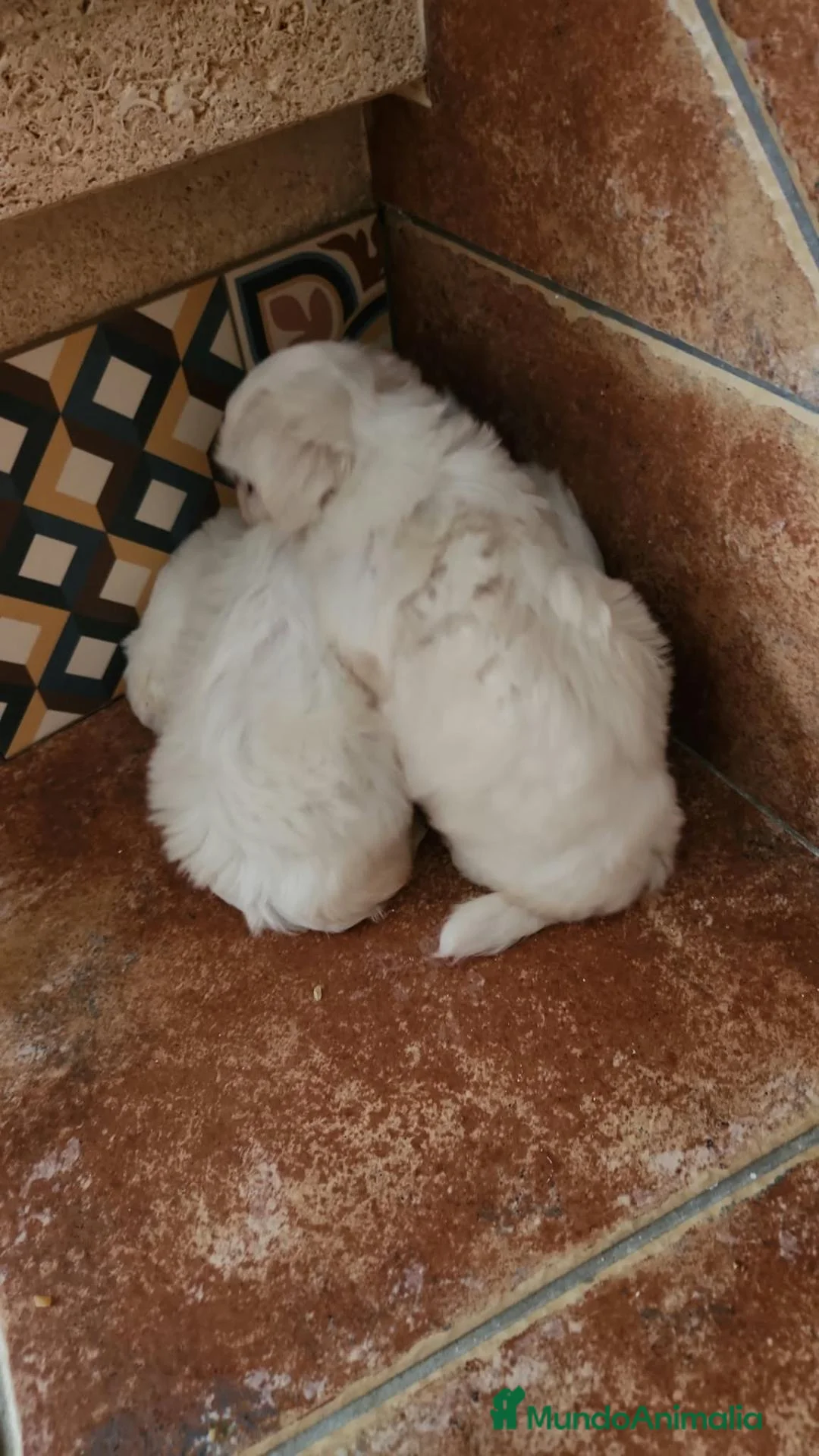 Bichón Maltés perros en venta: Bichon maltés hembritas - Anuncio 2