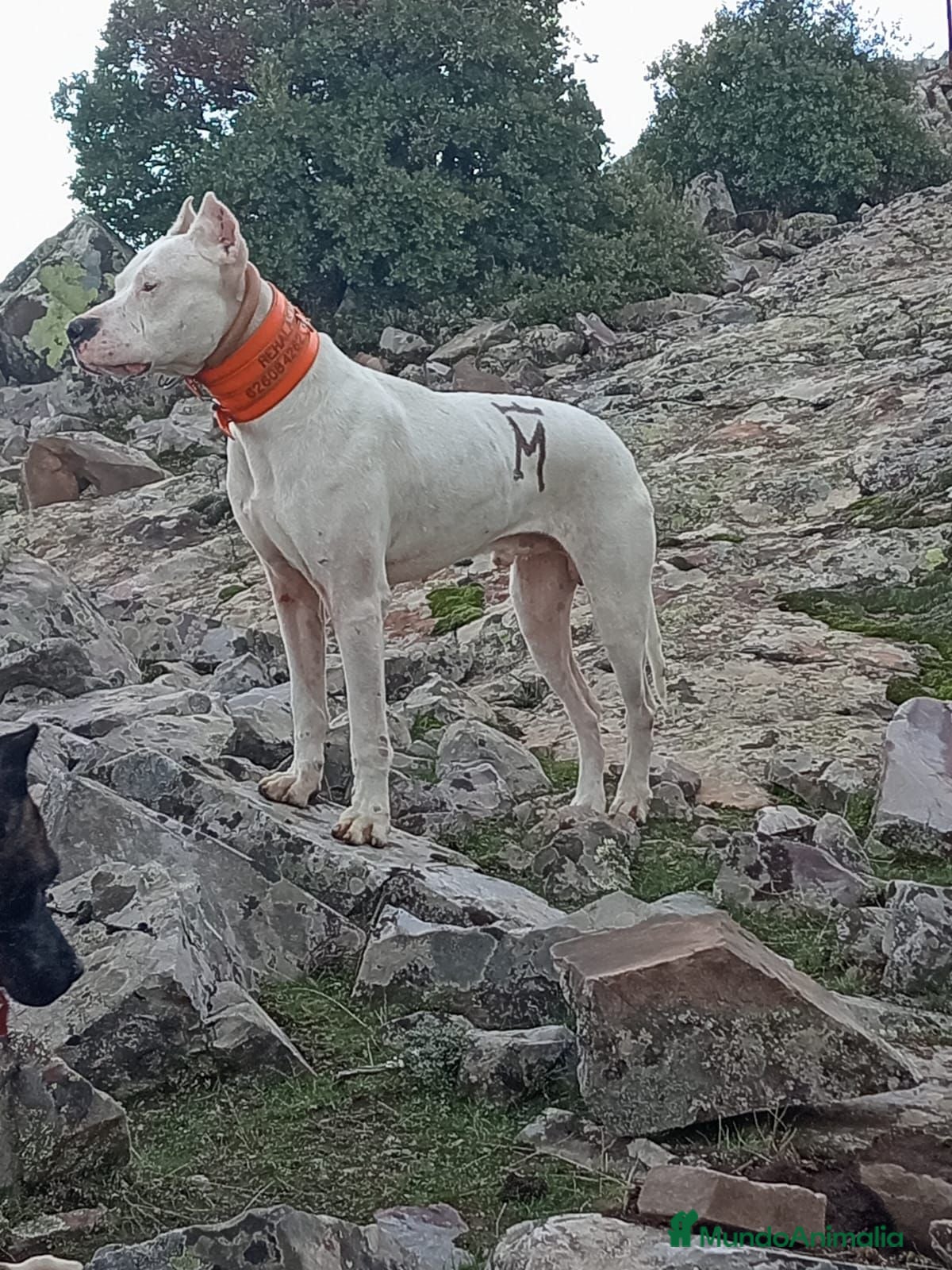 Dogo Argentino perros Dogo argentino  - Anuncio 2
