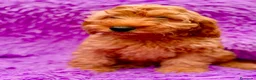 Cockapoo perros en venta: Cockapoo machos  - Anuncio 9