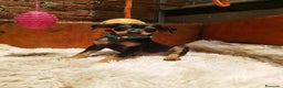 Pinscher Miniatura perros en venta: PINSCHER MINIATURA // CRIA SELECTA Y ÚNICA  - Anuncio 2