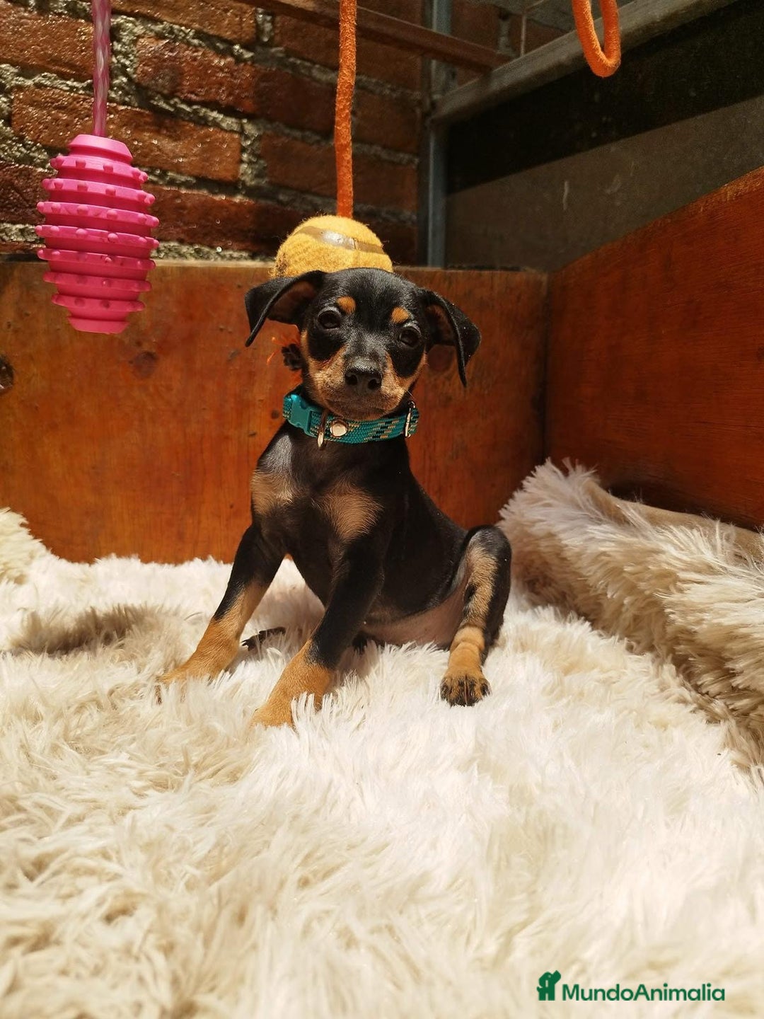 Pinscher Miniatura perros en venta: PINSCHER MINIATURA // CRIA SELECTA Y ÚNICA  - Anuncio 2